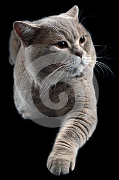 British Shorthair Cat Cutout