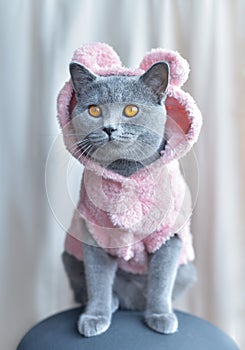 British Shorthair cat dresed in fluffy pink hoodie