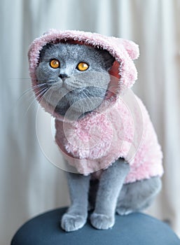 British Shorthair cat dresed in fluffy sweater