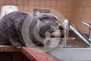 British Shorthair cat drinking water dripping from a tap