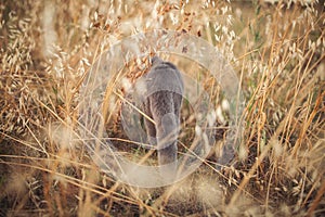 british shorthair cat go away in harness. the concept of departure, parting or death of our beloved pets. passing over.