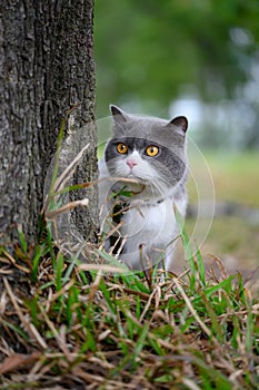 British shorthair cat in the grass