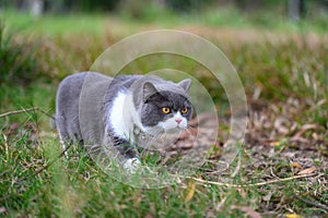 British shorthair cat in the grass