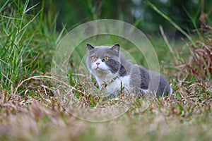 British shorthair cat in the grass