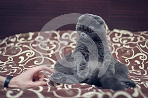 British Shorthair cat greets paw with a human hand