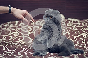 British Shorthair cat greets paw with a human hand