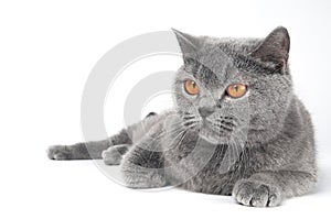 British Shorthair cat isolated