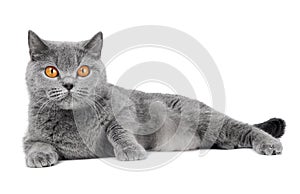 British Shorthair cat isolated