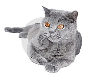 British Shorthair cat isolated