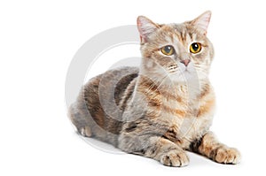 British Shorthair cat isolated