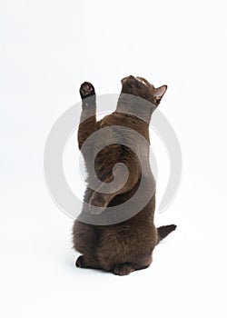 British Shorthair cat isolated on white background. Clipping path, copy space for text