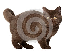 British shorthair cat, kitten, 4 months old