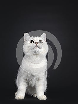 British Shorthair cat kitten on black