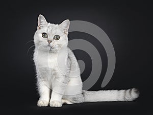 British Shorthair cat kitten on black