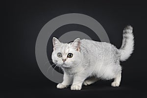 British Shorthair cat kitten on black