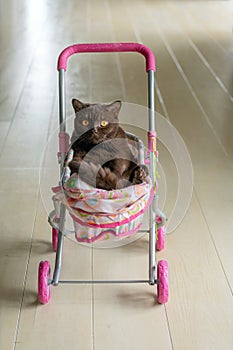 British Shorthair cat laying in colourful baby stroller indoors. Playful domestic cat sitting in a trolley inside