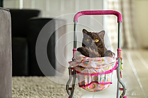 British Shorthair cat laying in colourful baby stroller indoors. Playful domestic cat sitting in a trolley inside