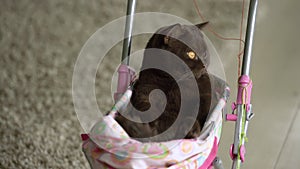 British Shorthair cat laying in colourful baby stroller indoors. Playful domestic cat sitting in a trolley inside