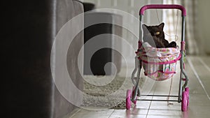British Shorthair cat laying in colourful baby stroller indoors. Playful domestic cat sitting in a trolley inside