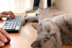 British shorthair cat laying on the table near a man working on a computer
