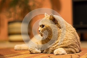 British shorthair cat is lazy lying on the carpet. Domestic adorable cat relaxation.