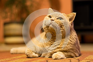 British shorthair cat is lazy lying on the carpet. Domestic adorable cat relaxation.