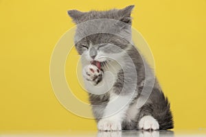 british shorthair cat licking her paw and sitting