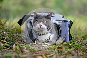 British shorthair cat lies on the grass and hides in a bag