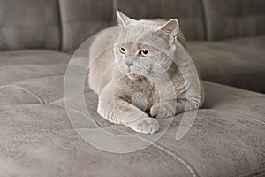 British shorthair cat lies on a sofa looking at the camera