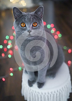 British shorthair cat with lights