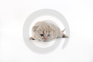British Shorthair cat, lilac color a cute and beautiful baby kitten. Learn to walk on a white background
