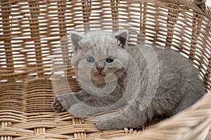 British Shorthair cat, lilac color a cute and beautiful baby kitten playing naughty in a basket