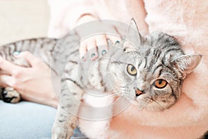 british shorthair cat looking closely at camera while lying on woman's knees. grey tabby cat relaxing with owner indoors