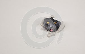 British shorthair cat looking out through the hole in white carton. Lookout or surveillance concept. Agressiveness or