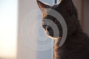 Británico de pelo corto gato es un buscando en sobre el atardecer 