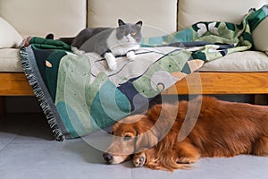 British shorthair cat lying on the blanket on the sofa, golden retriever lying on the ground