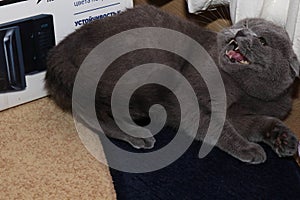 British shorthair cat lying in close-up. A pet. Big eyes.