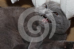 British shorthair cat lying in close-up. A pet. Big eyes.