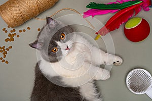 british shorthair cat lying down besides with food and the toys horizontal composition