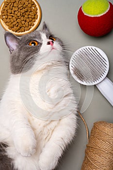 A british shorthair cat lying down besides with food and the toys vertical composition