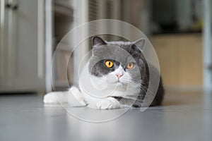 British shorthair cat lying on the floor