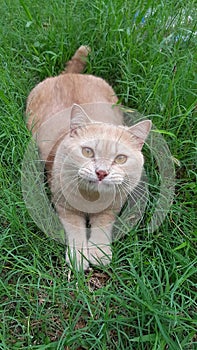 British Shorthair cat lying in the grass and looking at camera