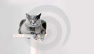 British Shorthair cat lying on scratcher photo