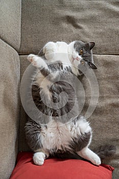 British shorthair cat lying on sofa showing belly