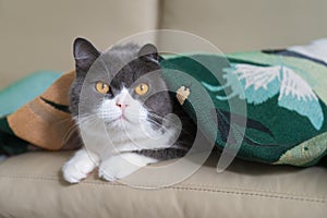 British shorthair cat lying on sofa under blanket