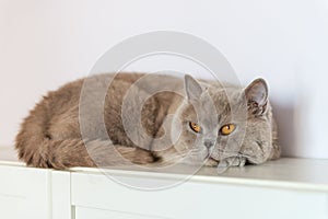 British Shorthair cat lying on white table