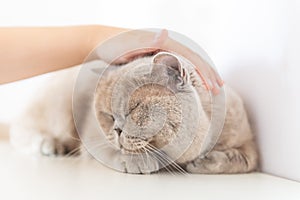 British Shorthair cat lying on white table