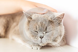 British Shorthair cat lying on white table