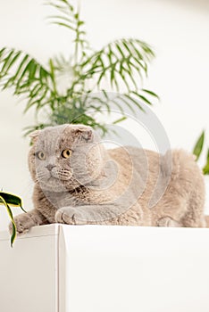 British Shorthair cat lying on white table.