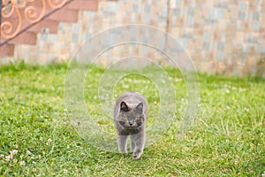 British Shorthair cat lying on white table. Copy-space